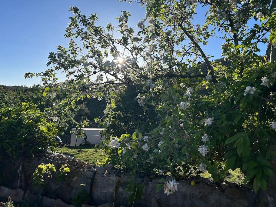 Lilly'S Finca - Romantischter Rueckzugsort - Pool Vilaflor Extérieur photo